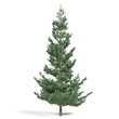 © Andrus Ciprian - 3d rendering - coniferous tree on white background