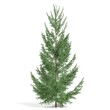 © Andrus Ciprian - 3d rendering - coniferous tree on white background