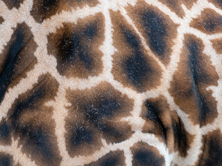 Wall Mural - a fur of giraffe - texture close up