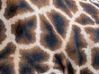 a fur of giraffe - texture close up