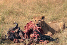 Lion Eating A Wildebeest In Masai Mara Kenya