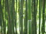 Fototapeta Dziecięca - bamboo forest wallpaper background green