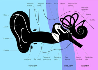 Wall Mural - Ear anatomy diagram