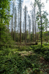 Wall Mural - The forest on the Sint-Jansberg hill.