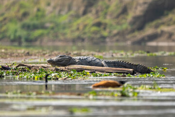 Wall Mural - Closeup of an alligator resting near water.