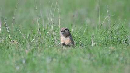 Wall Mural - Ground squirrel Spermophilus pygmaeus standing in the grass. Close up.