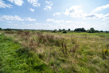 Wall Mural - Summer day landscape near Gennep, The Netherlands