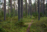 Fototapeta Na ścianę - Forest landscapes before dusk.
