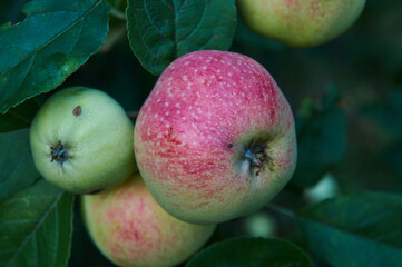 Wild red-green apple and two green apples on a branch of a wild apple tree with green leaves in the forest
