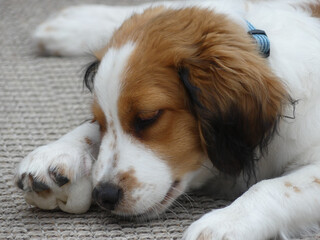 Sticker - Closeup shot of a cute Nederlandse Kooikerhondje dog sleeping on the ground