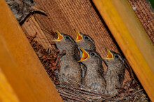 Closeup Of The Small Brown Wren Bird Feeding Its Hatchlings In The Nest