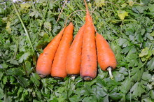 Five Carrots Lie On A Mass Of Parsley.