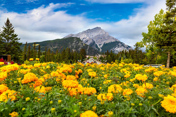 Canvas Print - Banff town, Canada