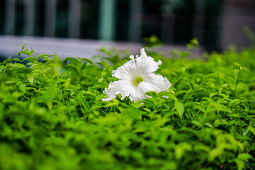 Wall Mural - white flowers on green grass