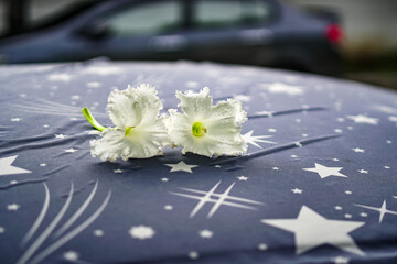 Sticker - wedding car decoration