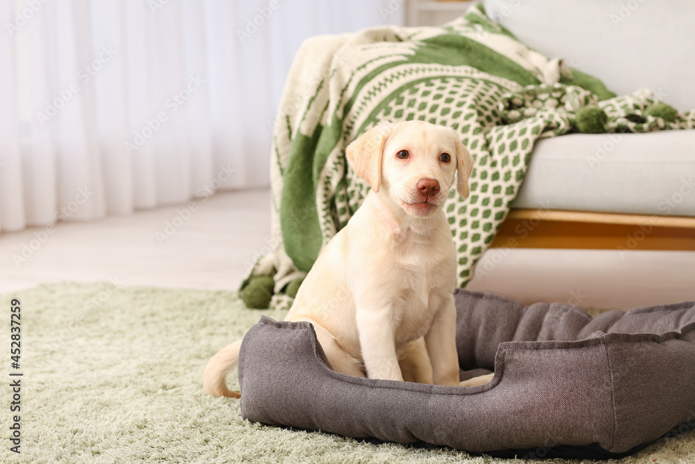 Cute Labrador puppy on pet bed at home