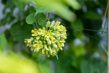 Bouquet of Cowslip creeper. Cowslip creeper Telosma minor Craib  food green flower vegetable blooming in garden. fresh vegetable organic, flower is delicious and good healthy food.