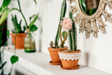 Fototapeta Tulipany - Cacti in pots and a mirror hanging on a white wall in a decorative frame in a home interior.Biophillia design.Urban jungle.Selective focus, close up.