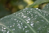 Fototapeta Tęcza - raindrops on green leaf in the morning