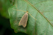 Light brown apple moth, Epiphyas postvittana, Satara, Maharashtra, India