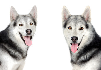 Wall Mural - Beautiful Siberian Husky dogs with brown eyes