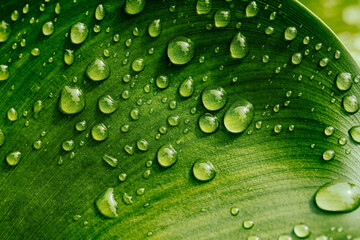 water drops on green leaf, purity nature background