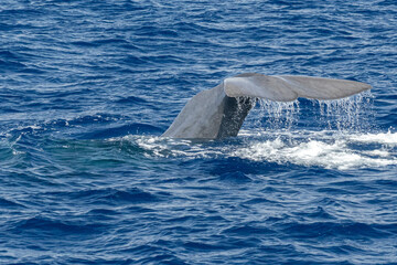 Wall Mural - tail of Sperm Whale at sunset while diving