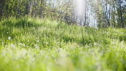 Sticker - White clover flowers and grass field and morning summer sun