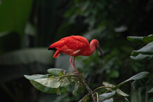 Scarlet Ibis Bird