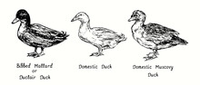 Bibbed Mallard Or Duclair Duck, Domestic Duck, Domestic Muscovy Duck (Cairina Moschata) Standing Side View Collection. Ink Black And White Doodle Drawing In Woodcut  Style Illustration