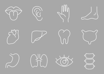 Wall Mural - Human body parts, organs - vector linear icon set.