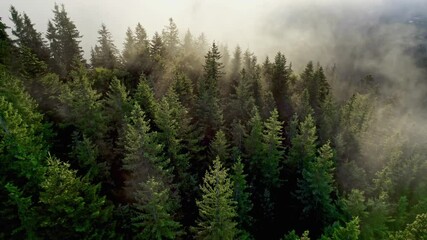 Fototapete - Green mountain forest in the fog and rays of the morning sun. Aerial view of green pine trees and sunrays breaking through. High quality 4K shot