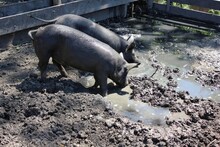 Two Cute Pigs And Hogs Frolicking In Their Pig Pen Down On The Farm.