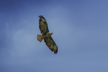 Sticker - Low angle shot of a bird in the sky