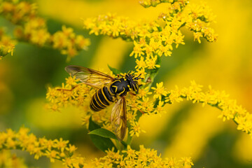 Eastern Hornet Fly on Goldenrod Flowers