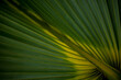 © Сергей Мешков - palm leaf in macro on a green background. background texture screensaver