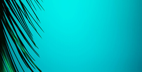 palm branch on a blue background. background texture. beautiful palm tree branch on sky background