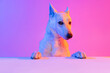 Portrait of purebred dog, White Shepherd isolated over studio background in neon gradient pink light filter. Concept of beauty, action, pets love, animal life.