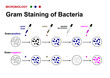 microbiology diagram show gram staining technique for identify gram positive and negative bacteria 