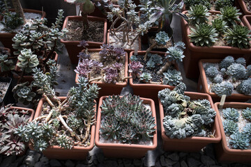 Wall Mural - Different types of succulents in pots at the flower market. Columbia flower market