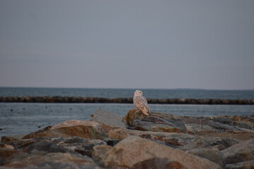 snowy owl on rock