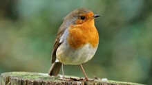 Robin On A Post