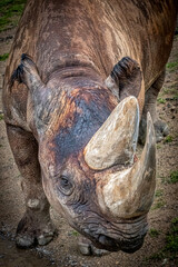 Wall Mural - portrait of an african rhinocerous