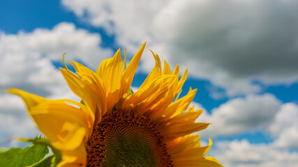 Wall Mural - Flowering flower sunflower.