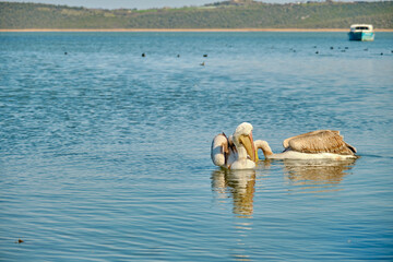 Two piece of pelicans swimming on the lake of Uluabat during sunny day. Big birds and  gold yellow, ancient style boat background.