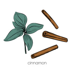 Wall Mural - Green cinnamon plant spice set in vintage style on white background. Nature background vector. Vector set.