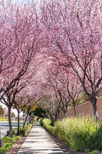Trees In Bloom Lining The Sidewalk Of A Residential Neighborhood In San Francisco Bay Area, California
