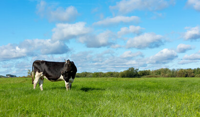 A black and white cow grazes in a green meadow against a blue sky with clouds.Selective focus.