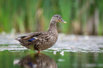 Aufkleber - close up of a female mallard duck as she stands in the water. taken at a low level