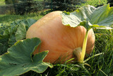 Fototapeta  - Atlantic Giant pumpkin growing  in the garden